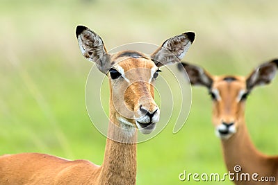 Impalas in the African savanna Stock Photo