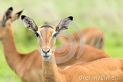 Impalas in the African savanna Stock Photo