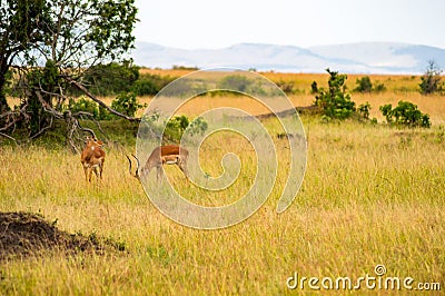 Impalas grazing in Maasai Mara Park Stock Photo