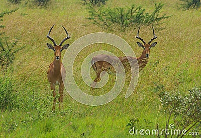 Impalas grazing in Pilanesberg National Park, Sout Stock Photo