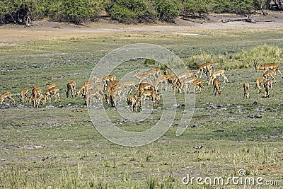 Impalas grazing in the vast Chobe National Park. Zimbabwe Stock Photo