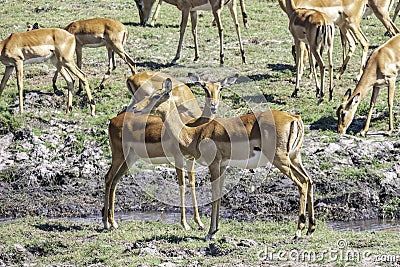 Impalas grazing in the vast Chobe National Park. Zimbabwe Stock Photo