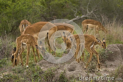 Impalas in savannah, kruger bushveld, Kruger national park, SOUTH AFRICA Stock Photo