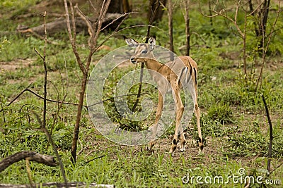 Impalas in savannah, kruger bushveld, Kruger national park, SOUTH AFRICA Stock Photo