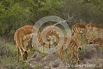 Impalas in savannah, kruger bushveld, Kruger national park, SOUTH AFRICA Stock Photo