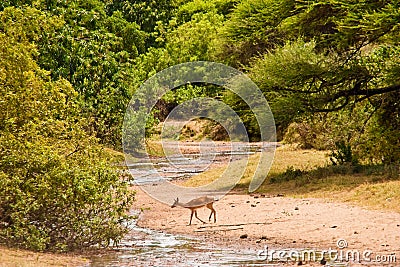 Impale antelope crossing a river Stock Photo