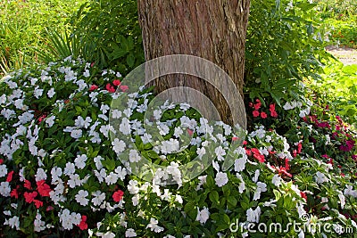 France Giverny Impatience flowers in Monet`s garden 847371 Stock Photo