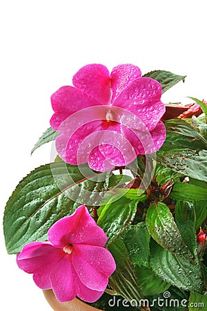 Impatiens Stock Photo