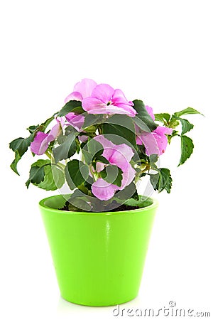 Impatiens Stock Photo