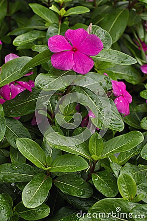 Impatiens Stock Photo