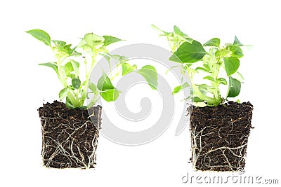 Impatiens baby plants. Stock Photo