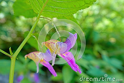 Impatiens balsamina Stock Photo