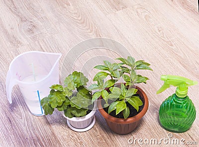 Impatiens balsamina, commonly known as balsam, garden balsam, Pelargonium, Gerganium. Impatiens balsamina. Green seedlings, sprou Stock Photo