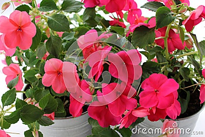 Impatiens balsamina flower Stock Photo
