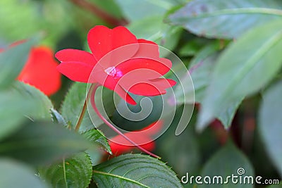 Red impatiens balsamina L. flower Stock Photo