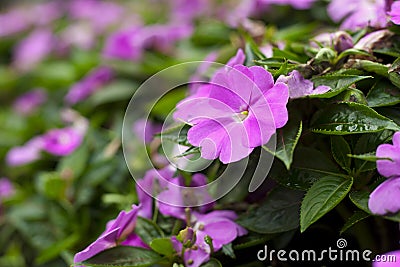 Impatiens Stock Photo