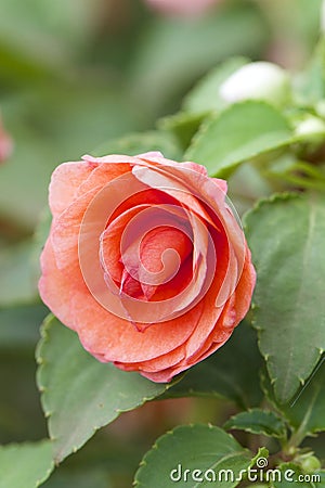 Impatiens Double Stems Stock Photo