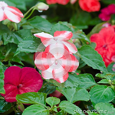 Impatiens flower Stock Photo