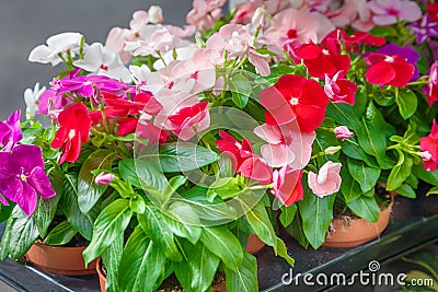 Impatiens flower Stock Photo