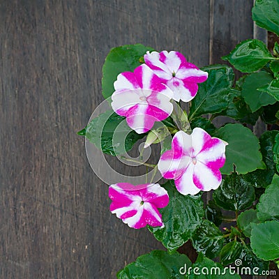 Impatiens flower Stock Photo