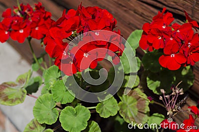 Impatiens flowers on flower bed in the garden Stock Photo