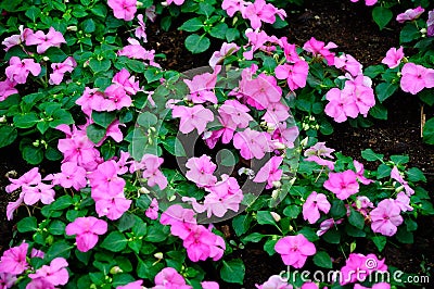 Impatiens Stock Photo