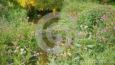 Impatiens glandulifera himalayan balsam invasive bloom flower blossom, expansive species dangerous plants Asia neophyte Stock Photo