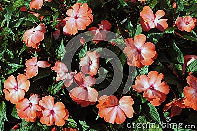 Impatiens hawkeri Stock Photo