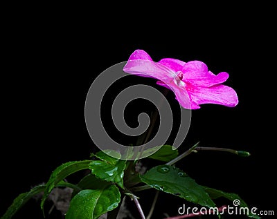 Impatiens hawkeri (New Guinea impatiens) on black background. Stock Photo