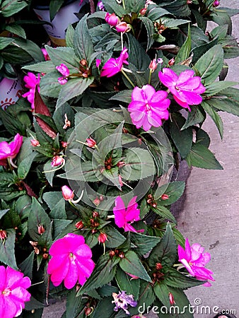 Impatiens hawkeri `Sunpatiens Compact` Pink Stock Photo