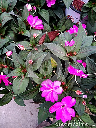 Impatiens hawkeri `Sunpatiens Compact` Pink Stock Photo