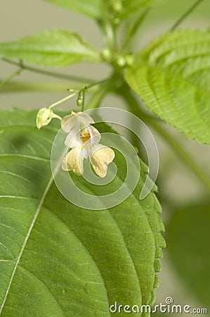 Impatiens parviflora Stock Photo