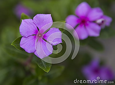 Impatiens walleriana Flower Stock Photo