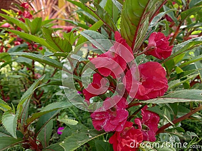 Impatient balsamina flower in bloom Stock Photo