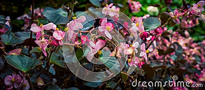 impatient in a flower bed Stock Photo