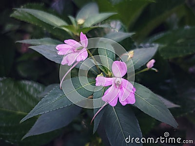 impatient flowers plant with small purple flowers and blur nature background Stock Photo