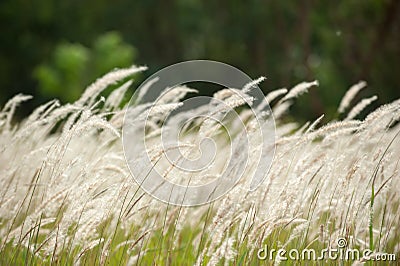 Imperata cylindrica Beauv,Grass field landscape in nature Stock Photo