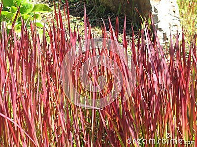 Imperata cylindrica `Red Baron`, cogongrass or kunai grass. Stock Photo