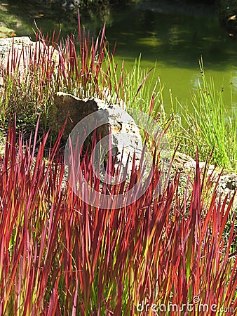 Imperata cylindrica `Red Baron` on a sunny day. Cogongrass or kunai grass. Stock Photo