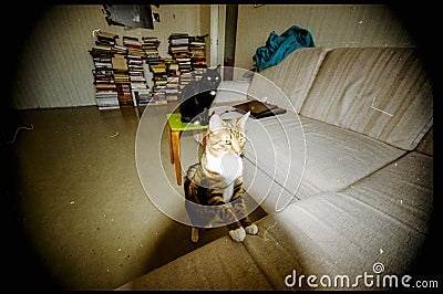 imperfect color slide film scan with dust and scratches. cat rel Stock Photo