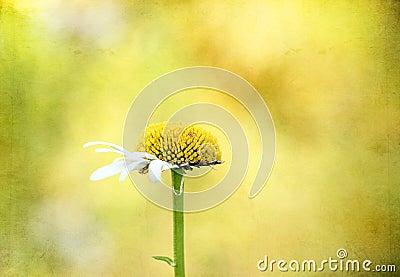 Imperfect Daisy Stock Photo