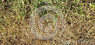 Imperfect patch of dead, arid grasses Stock Photo