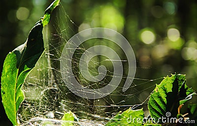 Imperfect perfection of a cobweb for hunt the insects Stock Photo