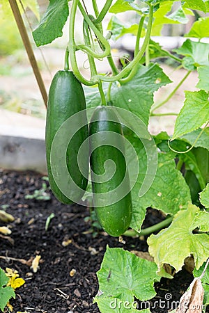 Imperfect ripe green cucumbers growing in garden bed - cultivar Stock Photo