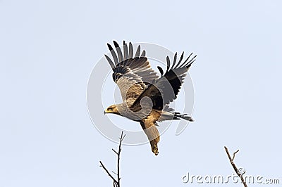 Imperial eagle, Aquila heliaca, Keoladeo National Park, Bharatpur, Rajasthan, India Stock Photo