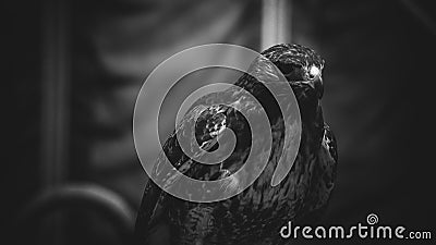 imperial eagle in black and white, beautiful and powerful bird o Stock Photo