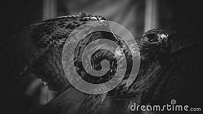 imperial eagle in black and white, beautiful and powerful bird o Stock Photo