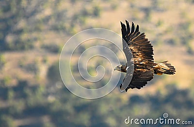 Imperial eagle over flies its territory Stock Photo