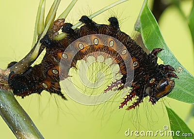 Imperial Moth caterpillar - Brown phase Stock Photo