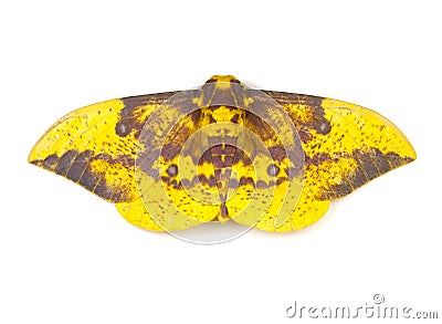 Imperial Moth Stock Photo